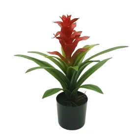 Guzmania Red in Pot